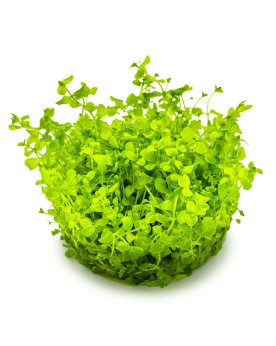 Micranthemum Monte Carlo tapis vert clair