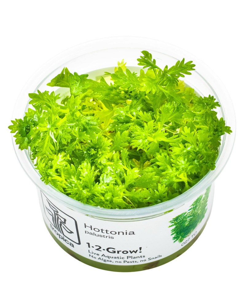Hottonia feuilles effilees et pousses courbees