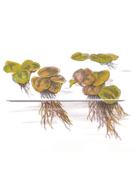 Phyllanthus fluitans feuilles en forme de coeur