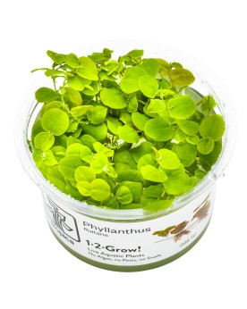 Phyllanthus fluitans feuilles en forme de coeur