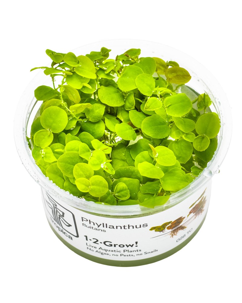 Phyllanthus fluitans feuilles en forme de coeur