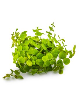Phyllanthus fluitans feuilles en forme de coeur