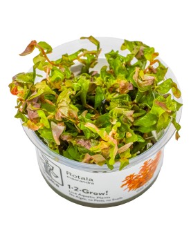 Rotala macrandra plante a tiges rouges en aquarium
