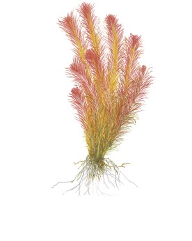 Rotala wallichii avec pointes rouges 10-30 cm
