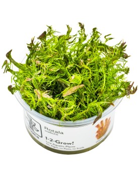 Rotala wallichii avec pointes rouges 10-30 cm