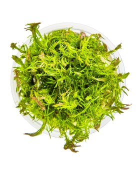 Rotala wallichii avec pointes rouges 10-30 cm