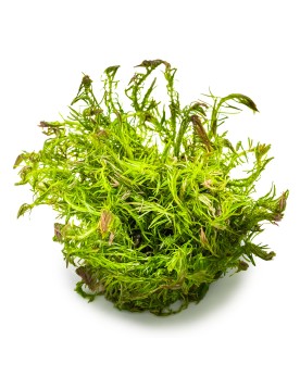 Rotala wallichii avec pointes rouges 10-30 cm