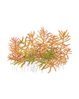 Rotala Hra feuilles etroites, port retombant