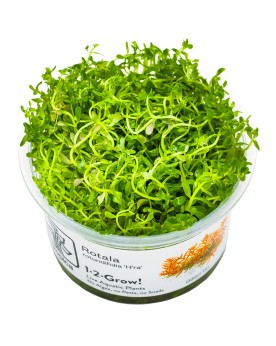 Rotala Hra feuilles etroites, port retombant