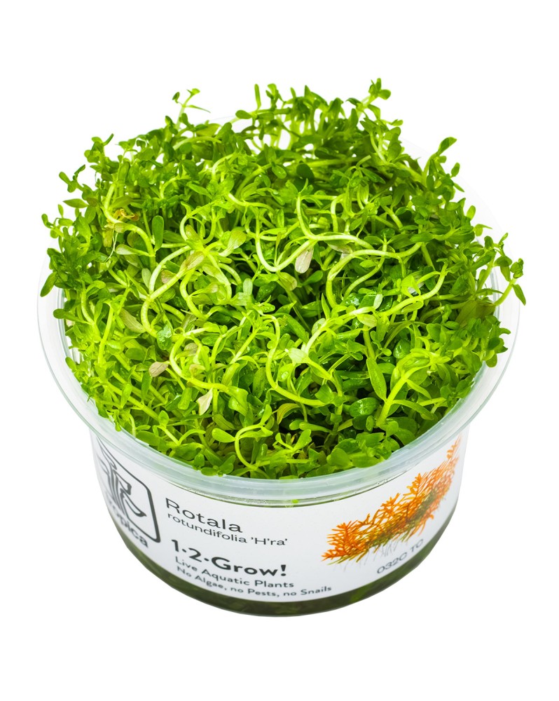 Rotala Hra feuilles etroites, port retombant