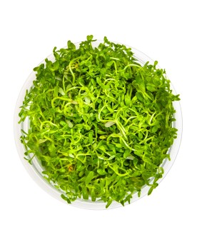 Rotala Hra feuilles etroites, port retombant