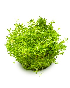 Rotala Hra feuilles etroites, port retombant