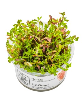 Rotala Blood Red plante rouge en aquarium