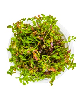 Rotala Blood Red plante rouge en aquarium