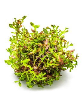 Rotala Blood Red plante rouge en aquarium