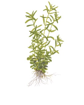 Rotala sp green tiges longues pour aquarium