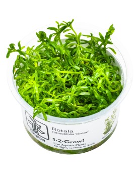 Rotala sp green tiges longues pour aquarium