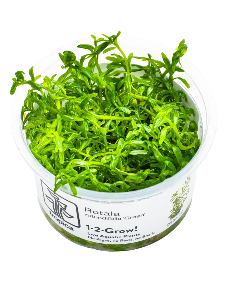 Rotala sp green tiges longues pour aquarium