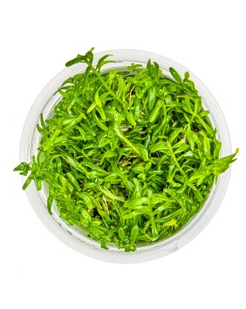 Rotala sp green tiges longues pour aquarium