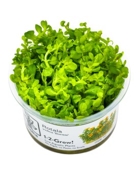 Bacopa caroliniana compacte en aquarium