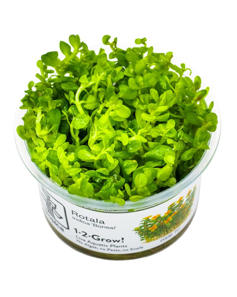 Bacopa caroliniana compacte en aquarium