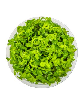 Bacopa caroliniana compacte en aquarium