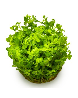 Bacopa caroliniana compacte en aquarium