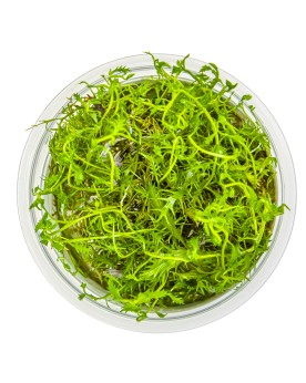 Proserpinaca palustris Cuba plante a tige 10-40 cm