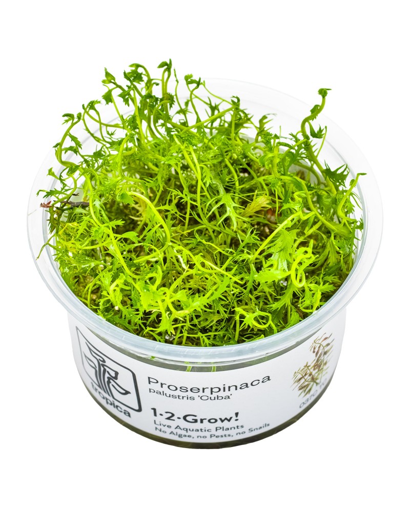 Proserpinaca palustris Cuba plante a tige 10-40 cm
