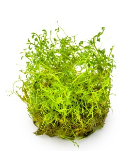 Proserpinaca palustris Cuba plante a tige 10-40 cm