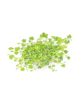 Hydrocotyle tripartita couvre sol 5 a 10 cm