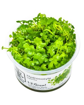 Hydrocotyle tripartita couvre sol 5 a 10 cm
