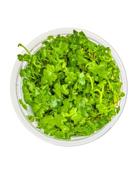 Hydrocotyle tripartita couvre sol 5 a 10 cm