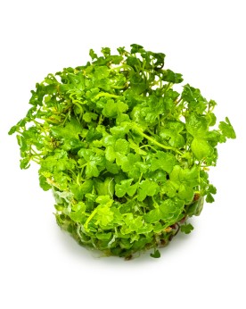 Hydrocotyle tripartita couvre sol 5 a 10 cm