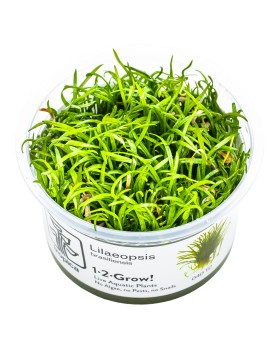 Lilaeopsis brasiliensis en avant plan aquarium