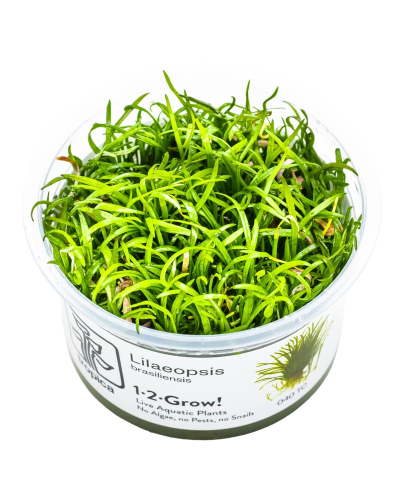 Lilaeopsis brasiliensis en avant plan aquarium