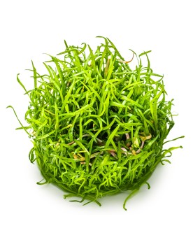 Lilaeopsis brasiliensis en avant plan aquarium