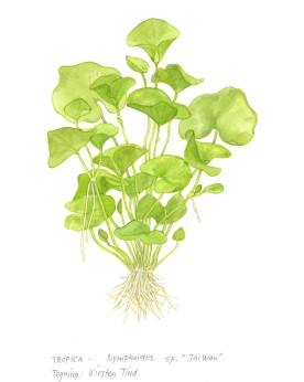 Nymphoides sp Taiwan, rosette 15-25 cm, feuilles vert clair