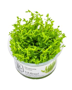 Gratiola viscidula en immersion - aspect epineux