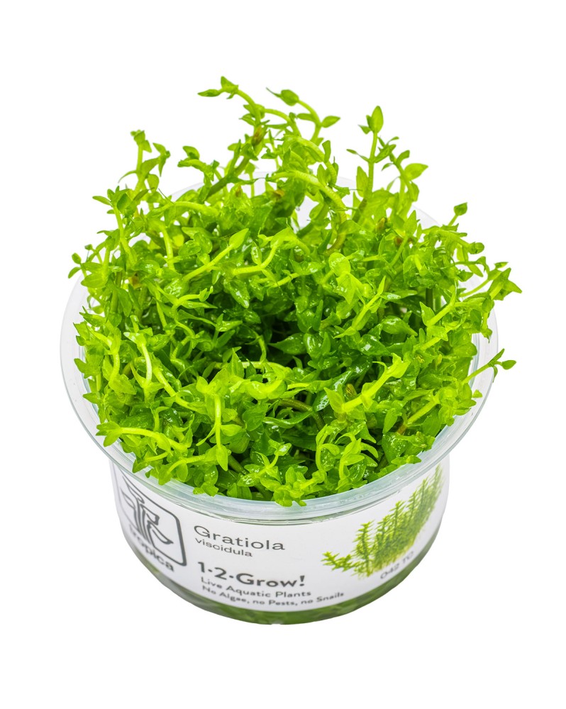 Gratiola viscidula en immersion - aspect epineux