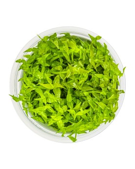 Gratiola viscidula en immersion - aspect epineux