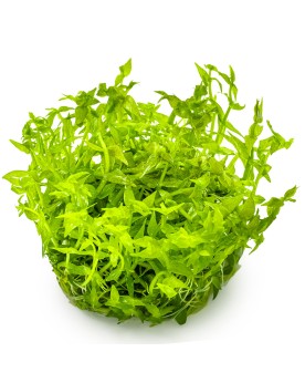 Gratiola viscidula en immersion - aspect epineux