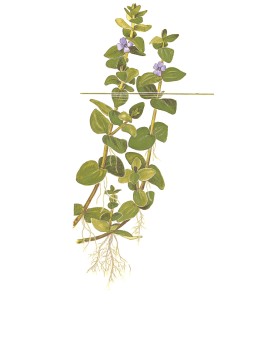 Bacopa caroliniana en aquarium