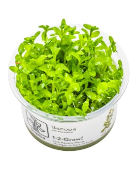 Bacopa caroliniana en aquarium