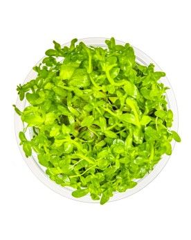 Bacopa caroliniana en aquarium