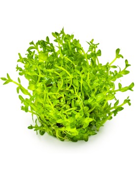 Bacopa caroliniana en aquarium