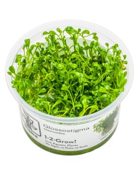 Glossostigma elatinoides en aquarium plante tapissante