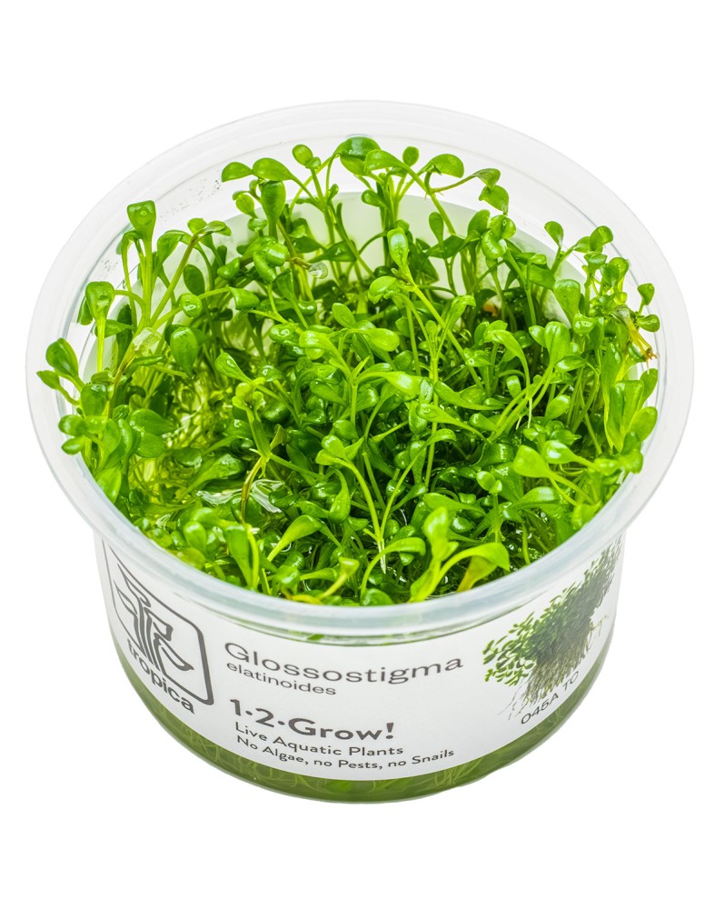 Glossostigma elatinoides en aquarium plante tapissante