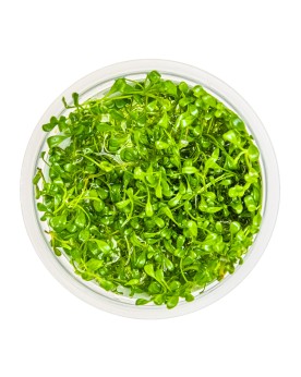 Glossostigma elatinoides en aquarium plante tapissante