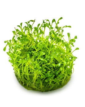 Glossostigma elatinoides en aquarium plante tapissante
